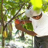 Schokoladen Tasting – Von der Schote bis zur Tafel