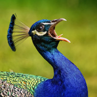 Vögel(n)