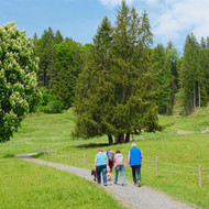 Kräuterwanderung