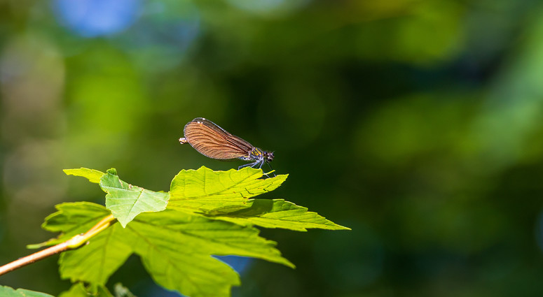 cropped-1787058180-adobestock_2112486790