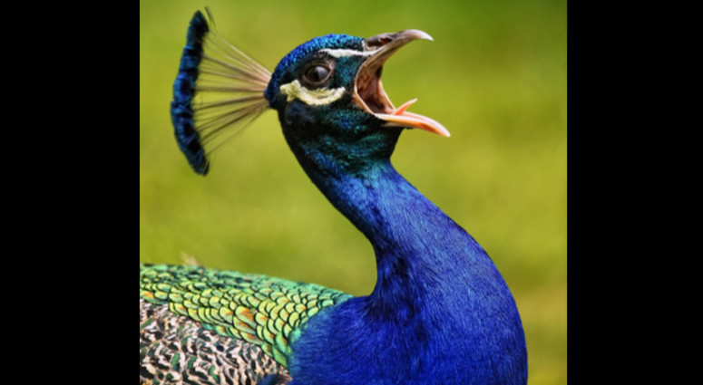 cropped-1788340587-21-59-vgeln_web