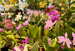 698e264a78f3a-img_1987