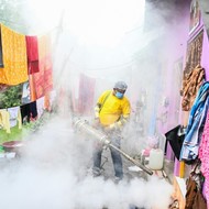 Forscher machen Fortschritte bei Suche nach Gegenmittel gegen Dengue-Fieber