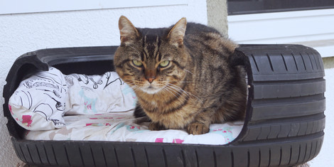 cropped-1710500143-katze