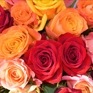 So lange bleiben Rosen im Steckschaum frisch – Tipps zur Haltbarkeit