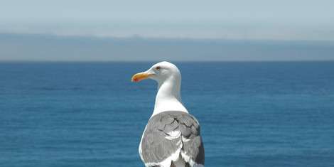 cropped-1741005194-albatros