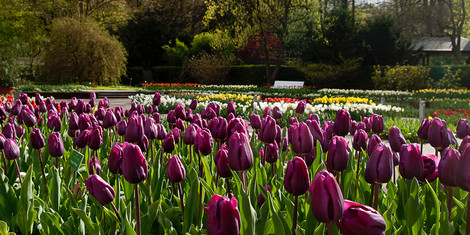 cropped-1741860223-25_03_12_bild2_senkgarten-tulpen_foto-botanischer-garten-augsburg