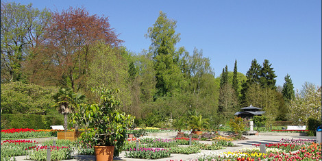 cropped-1741860134-25_03_12_bild1_senkgarten-tulpen_foto-botanischer-garten-augsburg