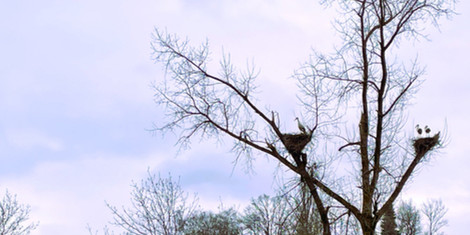 cropped-1743498870-image