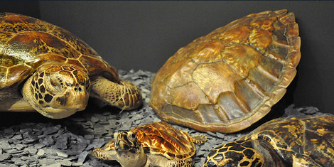 cropped-1747227333-25_05_13_bild-2_sonderausstellung_von-schildkroten-und-menschen_foto-andreas-hagens_stadt-augsburg