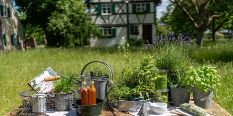 cropped-1749718011-2025-0184-sommerzeit-ist-krauterzeit-bildp0139901-99