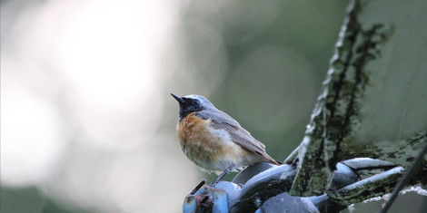 cropped-1749718775-gartenrotschwanz
