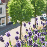 Der Balkon als Bühne des Sommers: Pflanzen für sonnenverwöhnte und schattige Freisitze 