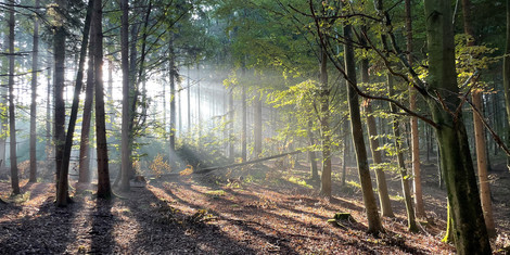 cropped-1752160942-foto-wald-muhlgrund