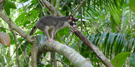 cropped-1755156417-opossum