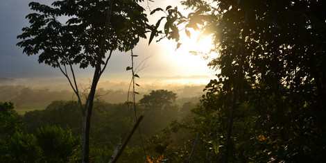 cropped-1755156426-regenwald