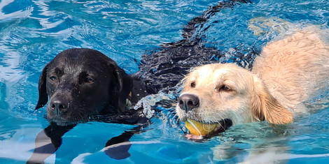 cropped-1756893075-hundeschwimmen_neugablonz_1