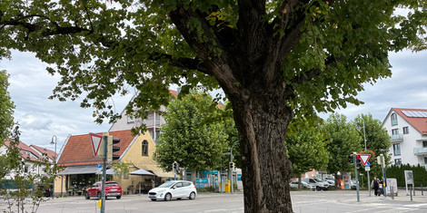 cropped-1757704097-img_3708