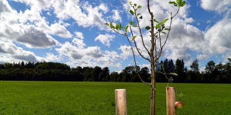 cropped-1758114243-2025_09_16_streuobstwiese_ilsungstrasse_02