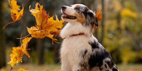cropped-1758796317-adobestock_221148299