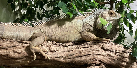 cropped-1759389837-2025-b1_gruner-leguan-rokko-in-ulm