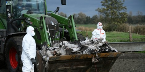 da4a072d959175208e4d7ea77046e7fe29343484