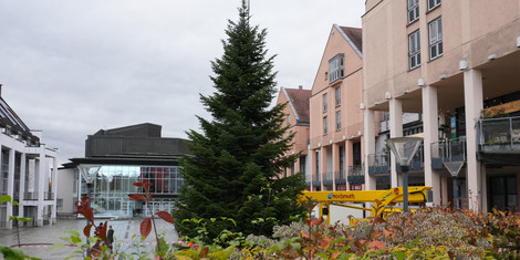cropped-1762781293-20251103_weihnachtsbaum-4