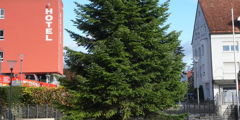 cropped-1762781243-20251103_weihnachtsbaum-1