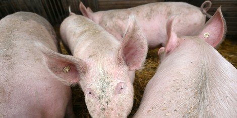 afdbe14e99b6904e339a8e61c84d14a686c872c0