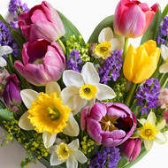 Bald erwacht der Frühling! Mit Zwiebelpflanzen schon jetzt eine Blütenpracht in die eigenen vier Wände holen