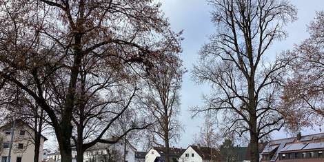 cropped-1770214618-img_1008