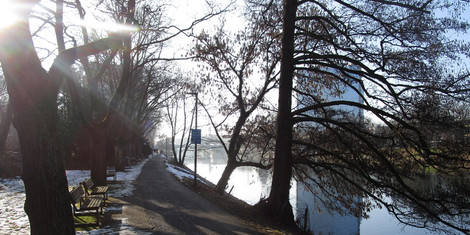 cropped-1770633097-donauuferweg_baumfallungen