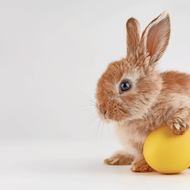 Wir freuen uns auf Ostern! Mit kreativen Deko-Ideen den Frühling in die eigenen vier Wände holen