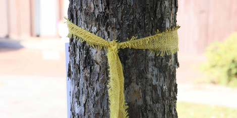 cropped-1784717269-2023-09-28-apfelbaume-gelbes-band_jp-6