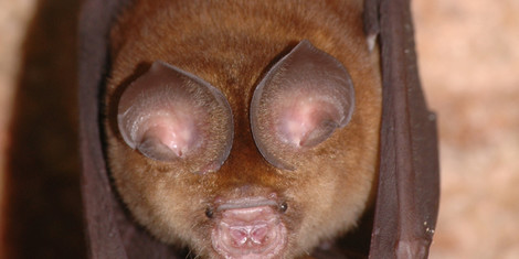 cropped-1790927444-fledermaus